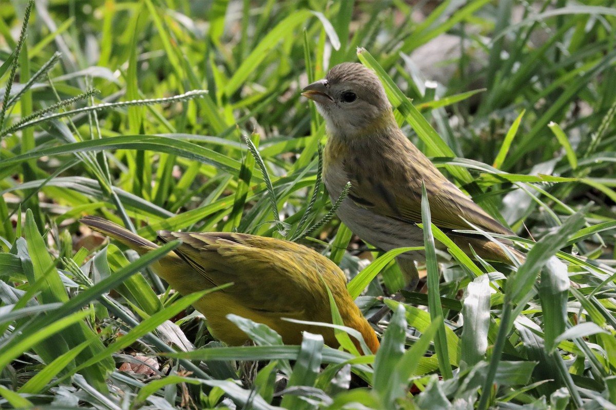 Saffron Finch - Francisco J. Ordonez M.