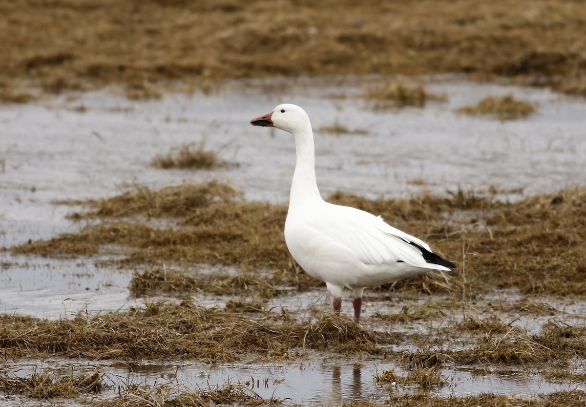 Snow Goose - ML215221801