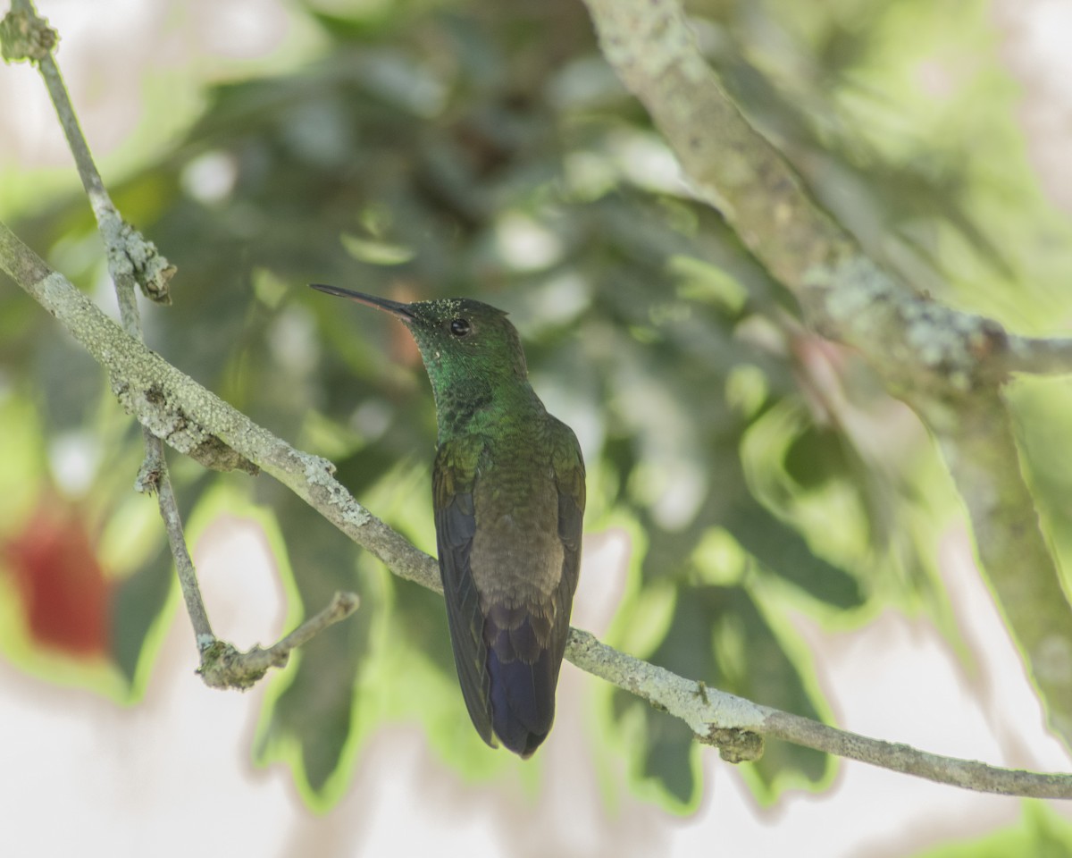 Green-bellied Hummingbird - CARLOS ARIEL LOPEZ ZULETA