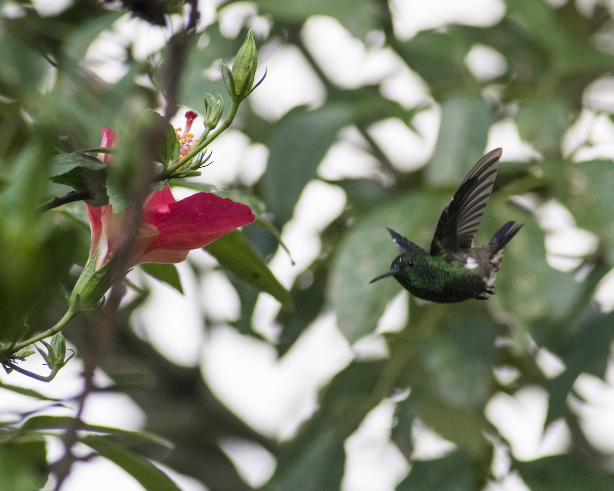 Green-bellied Hummingbird - CARLOS ARIEL LOPEZ ZULETA
