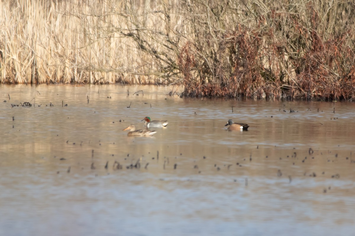 Green-winged Teal - ML215223031