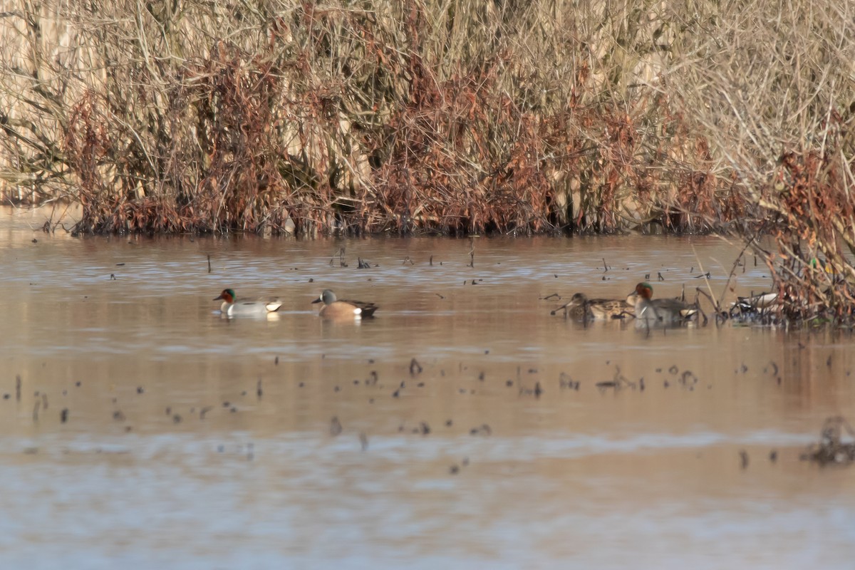 Green-winged Teal - ML215223041