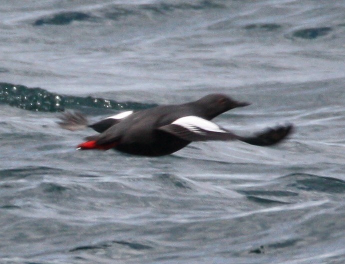 Pigeon Guillemot - ML215223961