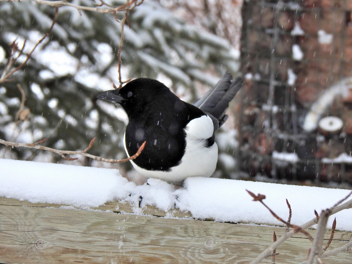 Black-billed Magpie - ML215227451