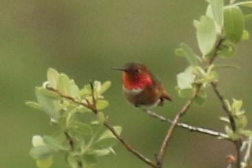 Allen's Hummingbird - Brook OConnor