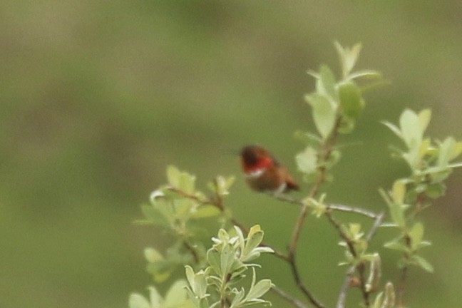 Allen's Hummingbird - Brook OConnor