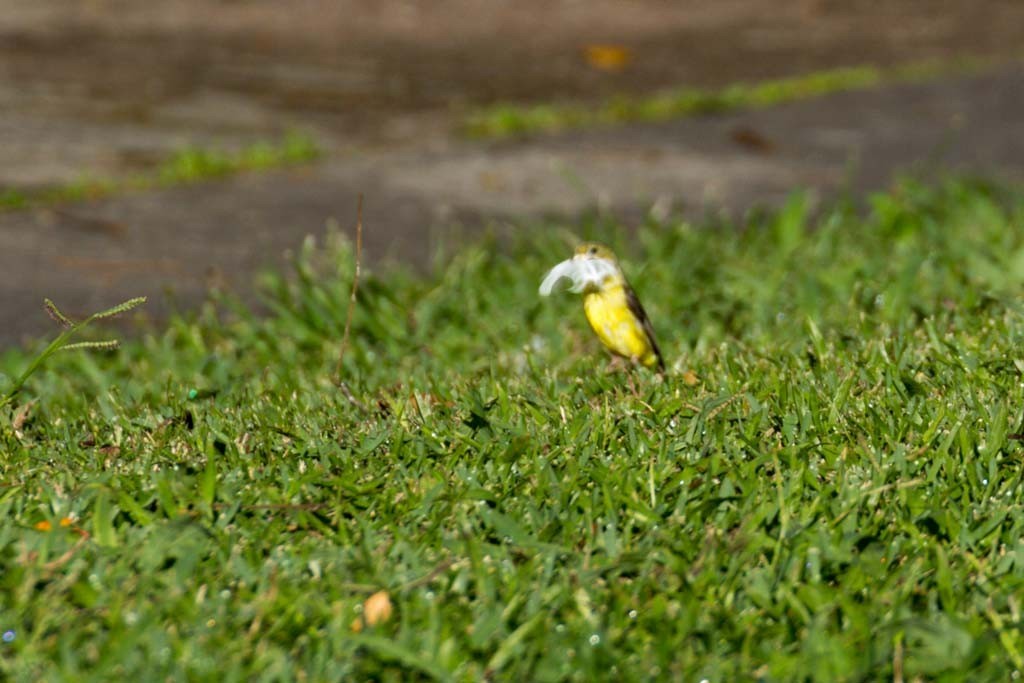 Grassland Yellow-Finch - ML215229411