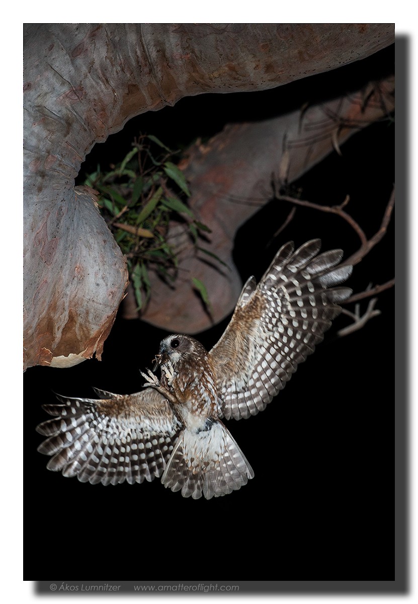 Австралийская иглоногая сова - ML21523061