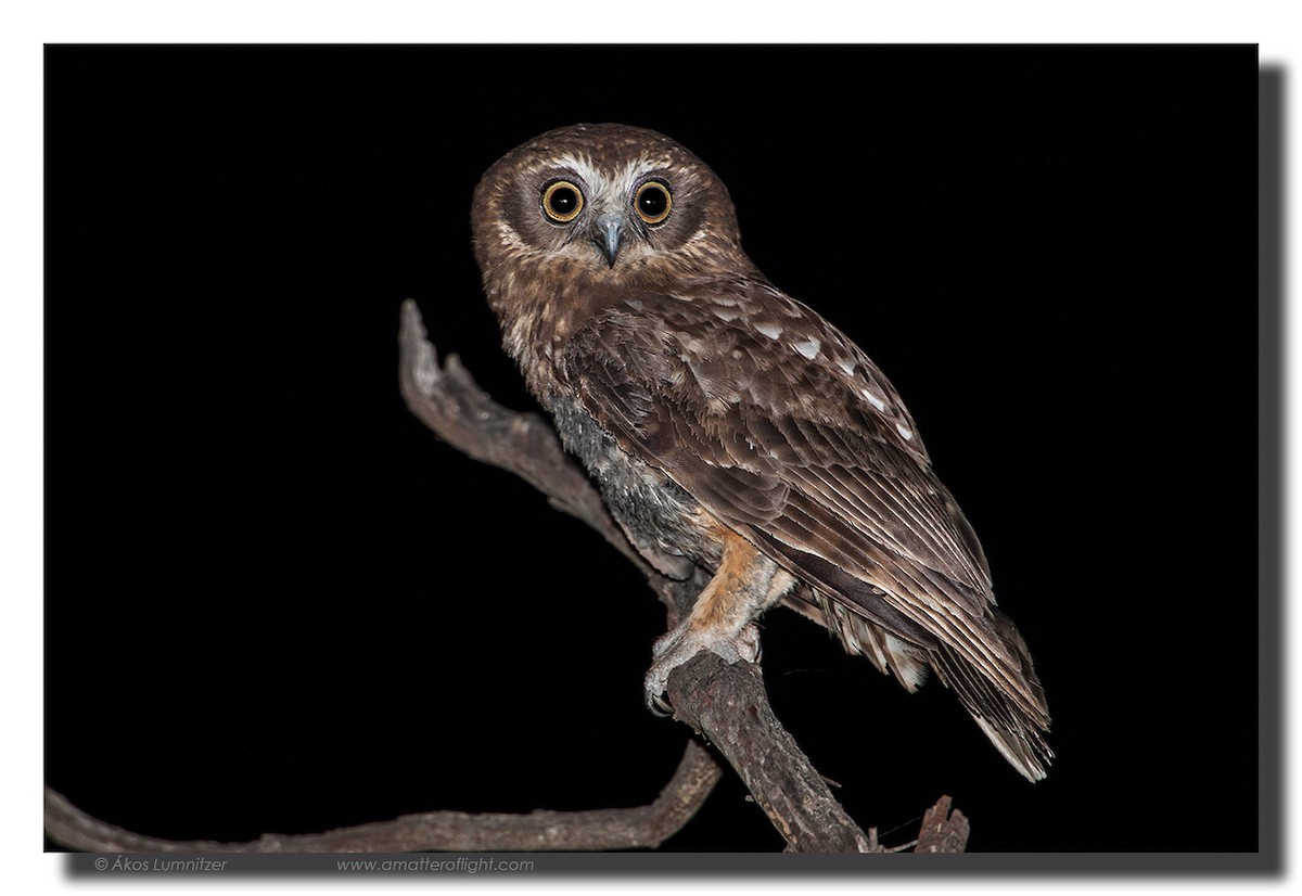 Australian Boobook - Ákos  Lumnitzer