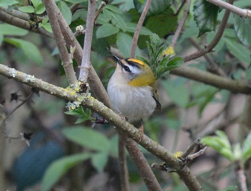 Common Firecrest - Kevin Guest