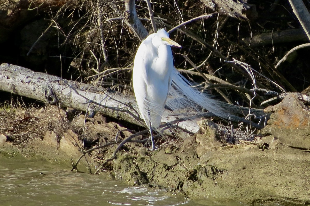 eBird Checklist 13 Mar 2020 O'Shaughnessy Nature PreserveTwin