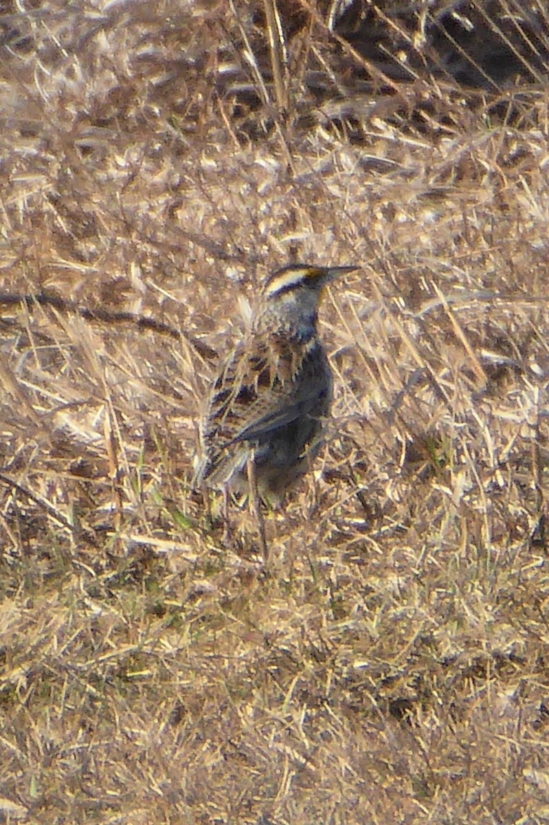 Eastern Meadowlark - K K