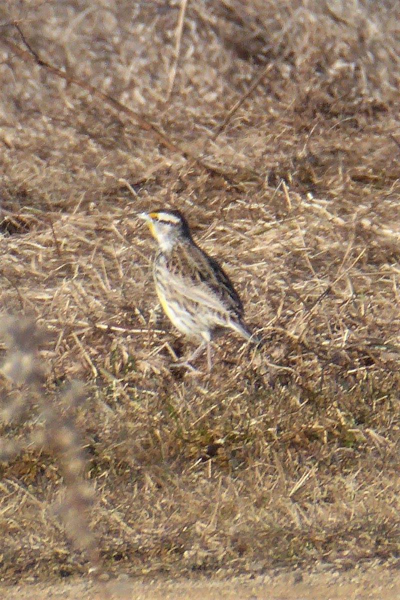 Eastern Meadowlark - K K