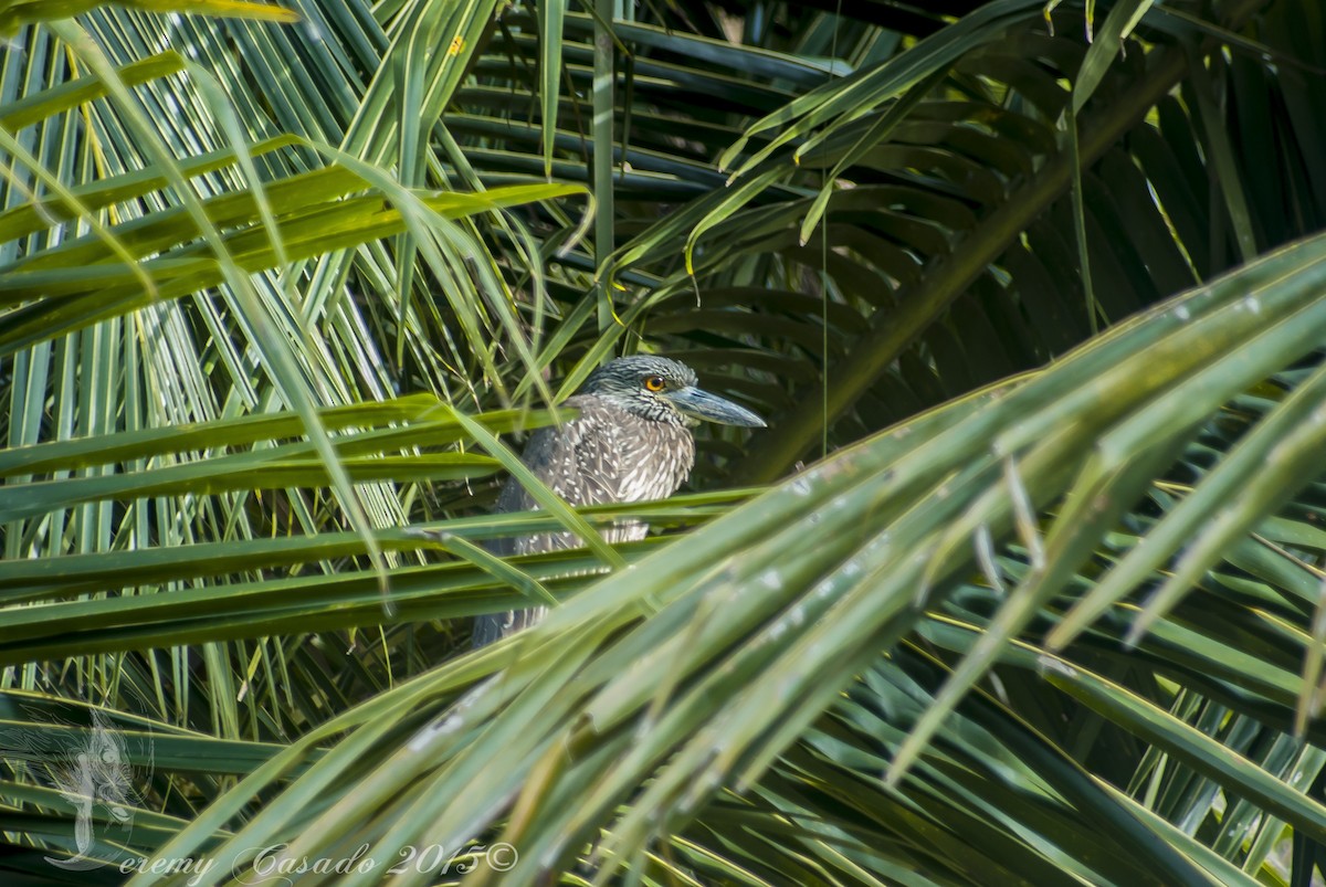 Yellow-crowned Night Heron - ML21523631