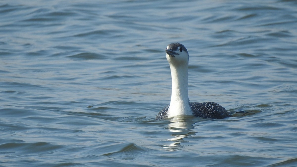 Red-throated Loon - ML215238371