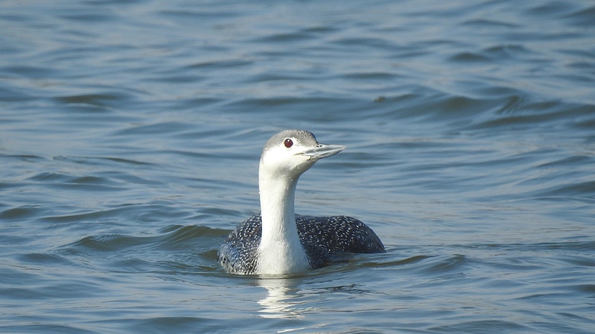 Red-throated Loon - ML215238431
