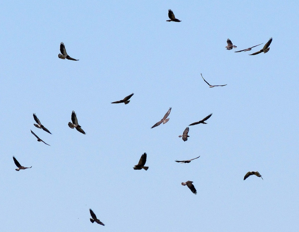 Swainson's Hawk - Hugo Valderrey