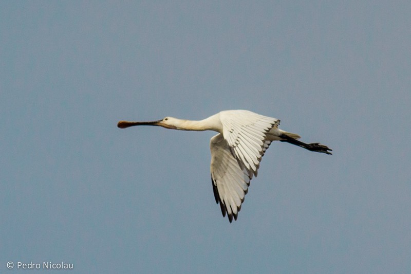 Eurasian Spoonbill - Pedro Nicolau