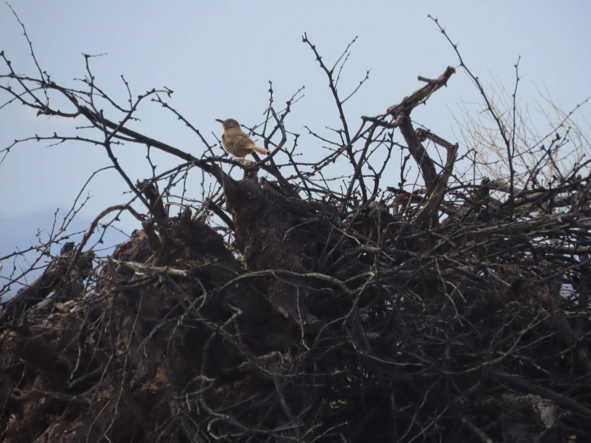 Bendire's Thrasher - ML215243121