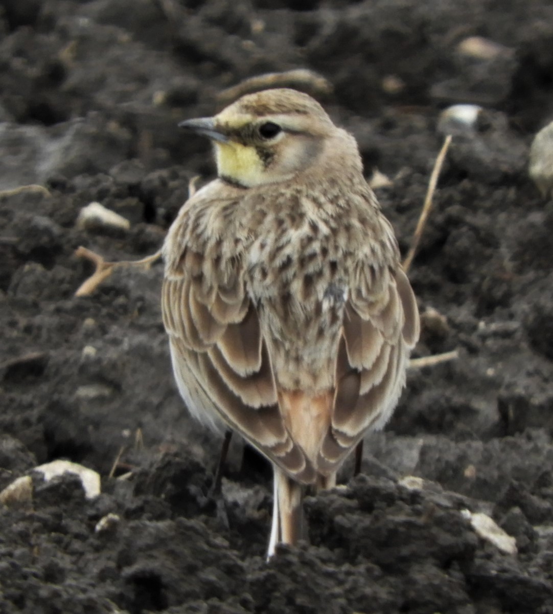 Horned Lark - Paul McKenzie