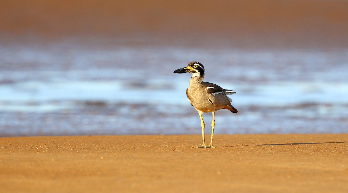 Beach Thick-knee - ML215247071