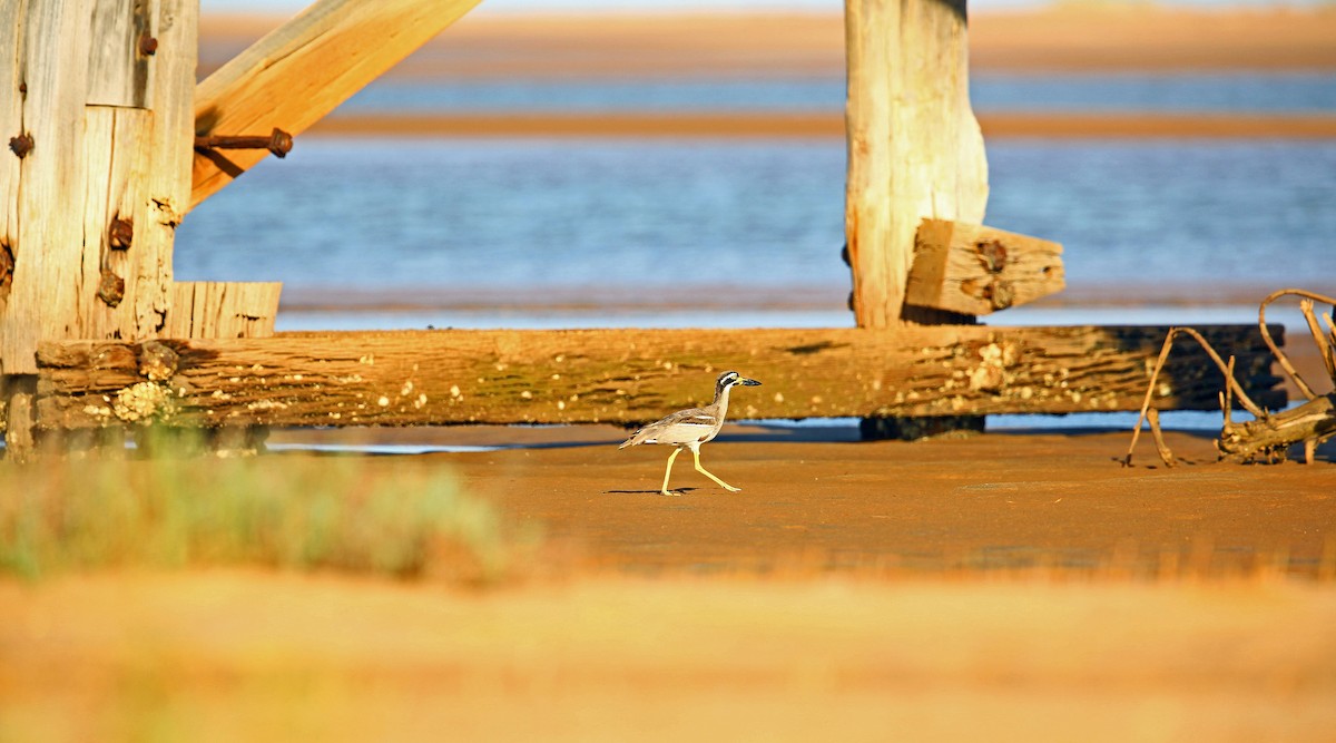 Beach Thick-knee - ML215247081