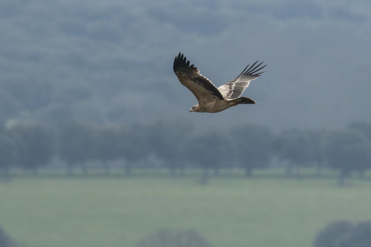 Spanish Eagle - Miguel Rouco