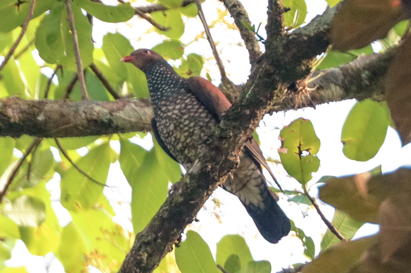 Pigeon ramiret - ML215247391