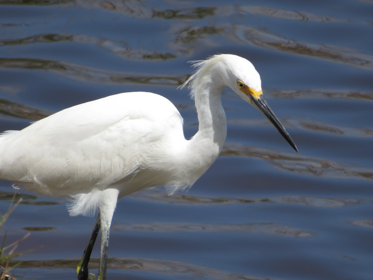 Snowy Egret - ML215247401