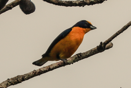 Thick-billed Euphonia - ML215247481