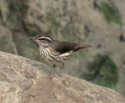 Louisiana Waterthrush - ML215247491