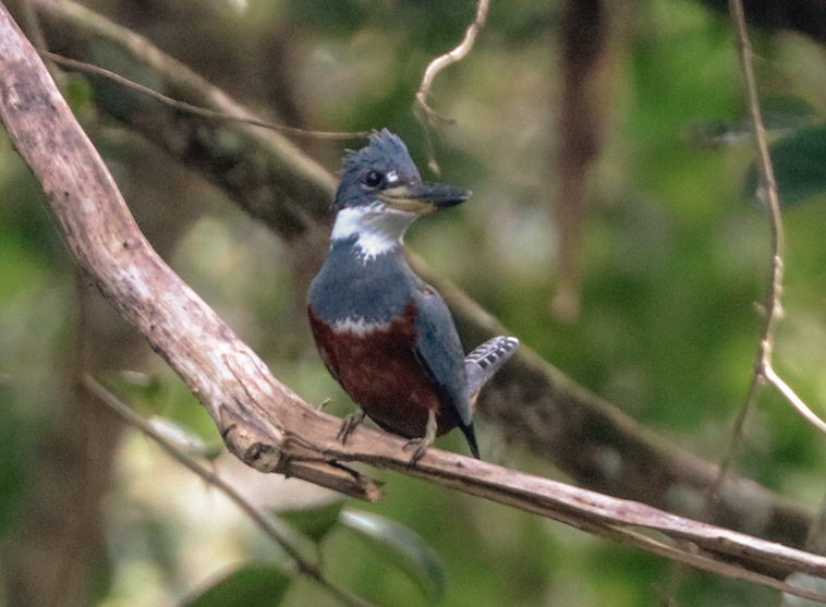 Ringed Kingfisher - ML215247501