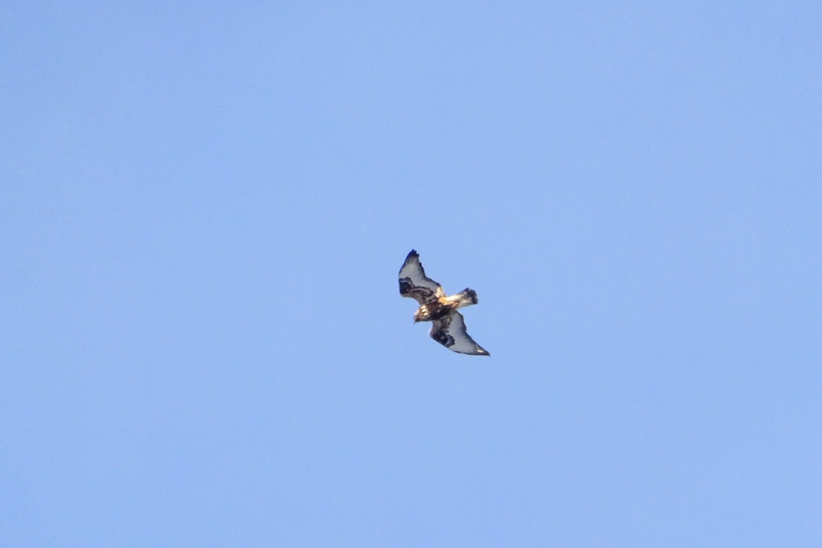 Rough-legged Hawk - Matt Plank