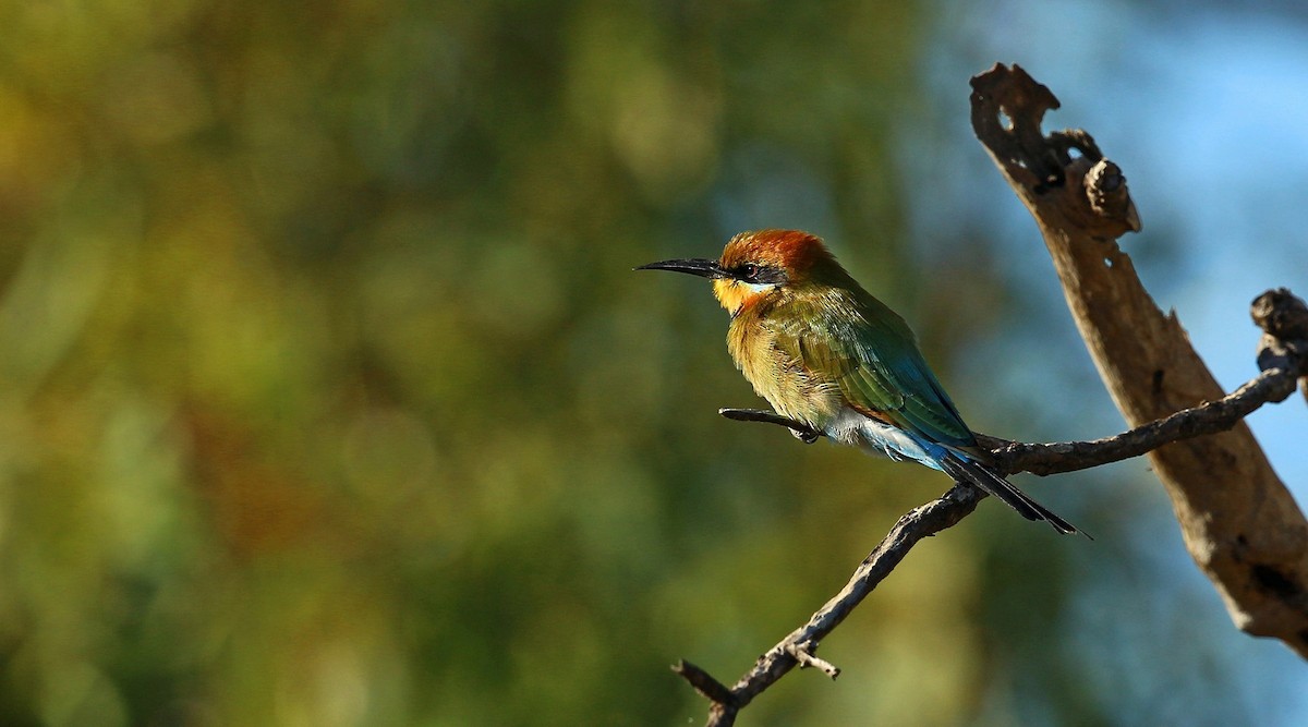 Rainbow Bee-eater - ML215248591