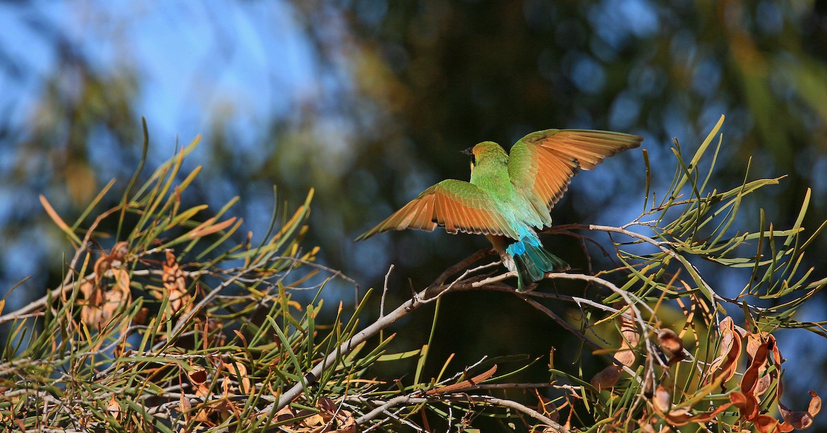 Rainbow Bee-eater - ML215248611