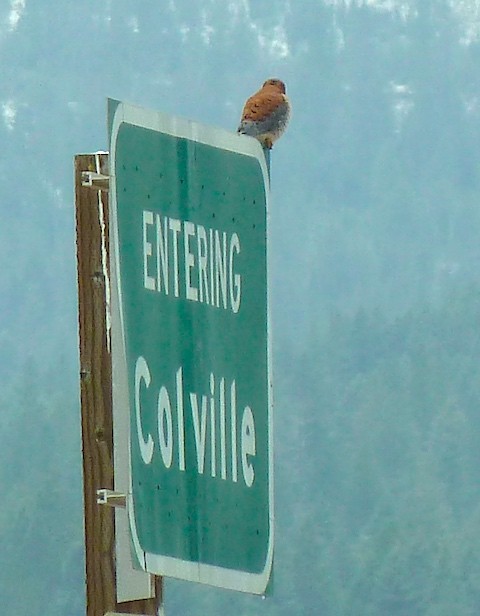 American Kestrel - ML21525001