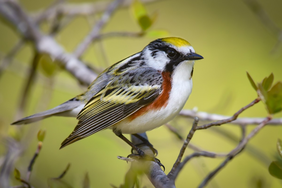 Chestnut-sided Warbler - ML215250311