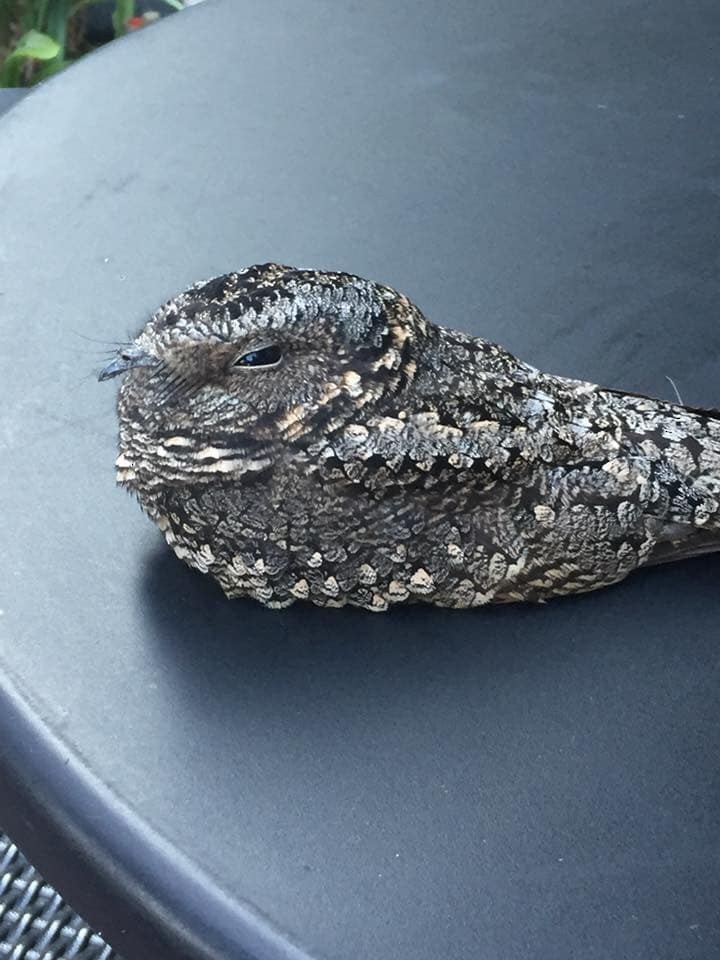 Band-winged Nightjar (Austral) - ML215250401