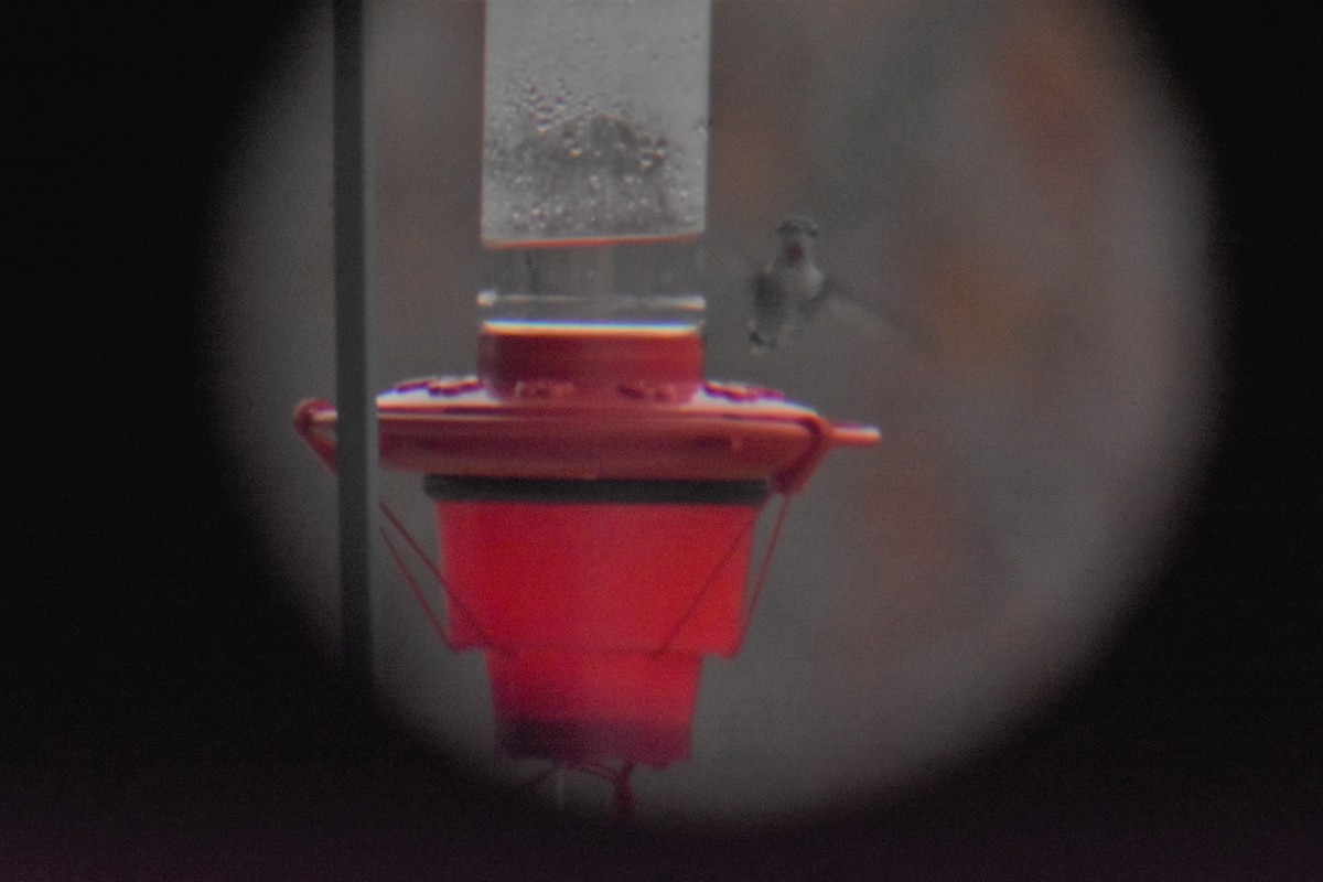 Anna's Hummingbird - ML215254231