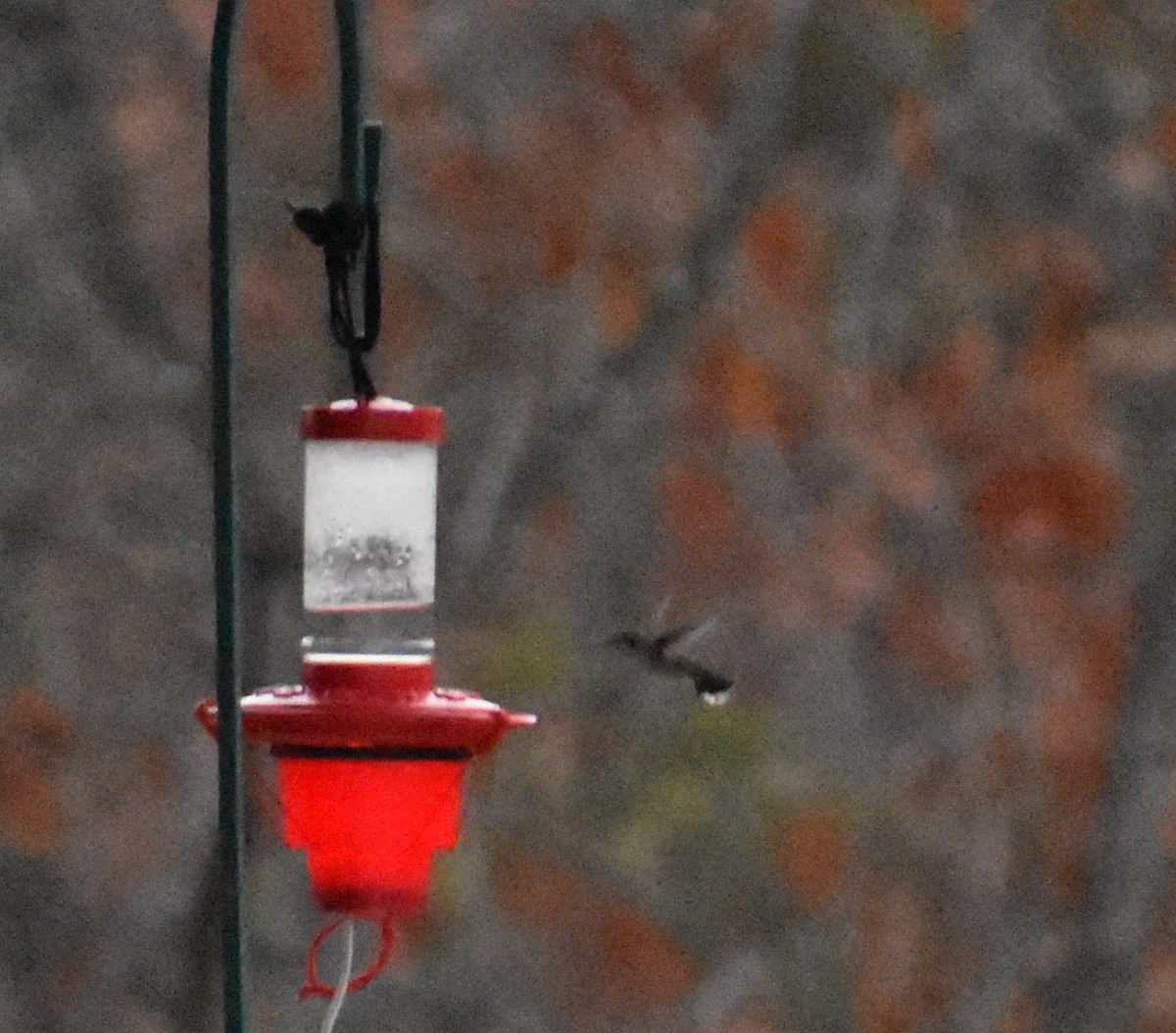 Anna's Hummingbird - ML215254261