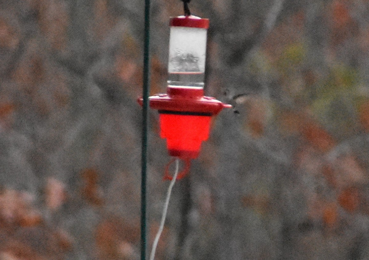 Anna's Hummingbird - ML215254271