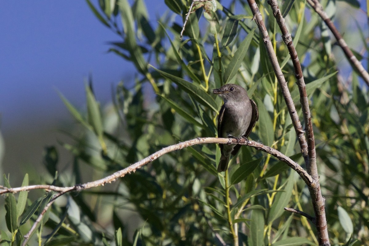 Western Wood-Pewee - ML215254841