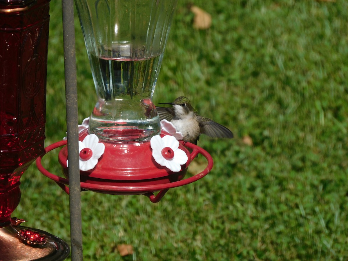 Ruby-throated Hummingbird - Marylene Lacasse