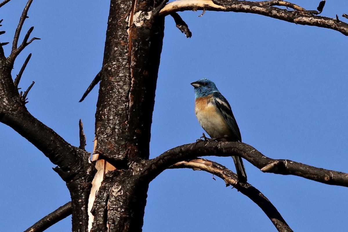 Lazuli Bunting - Tom McIntosh