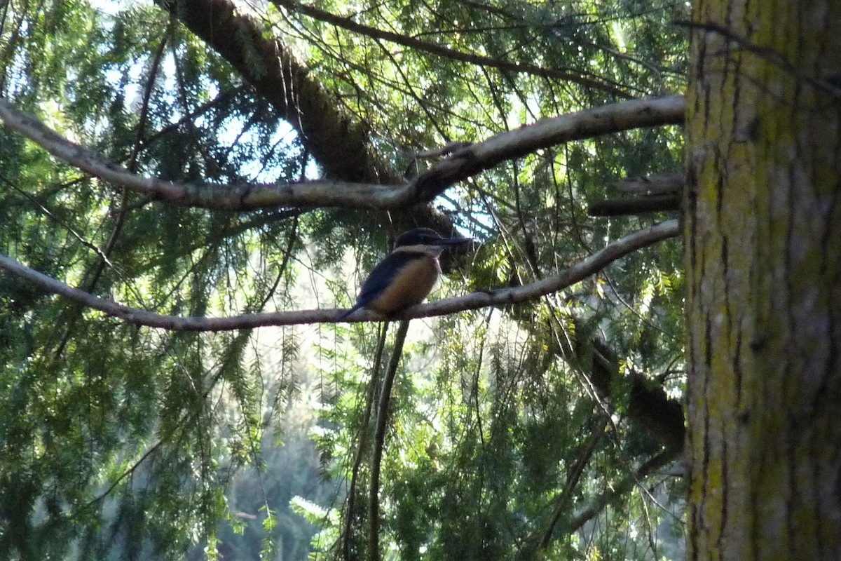 Sacred Kingfisher - ML215256081