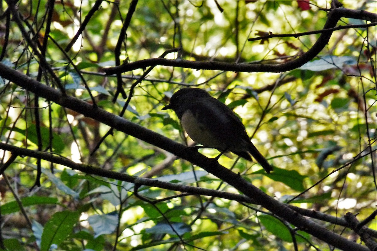 South Island Robin - ML215256121