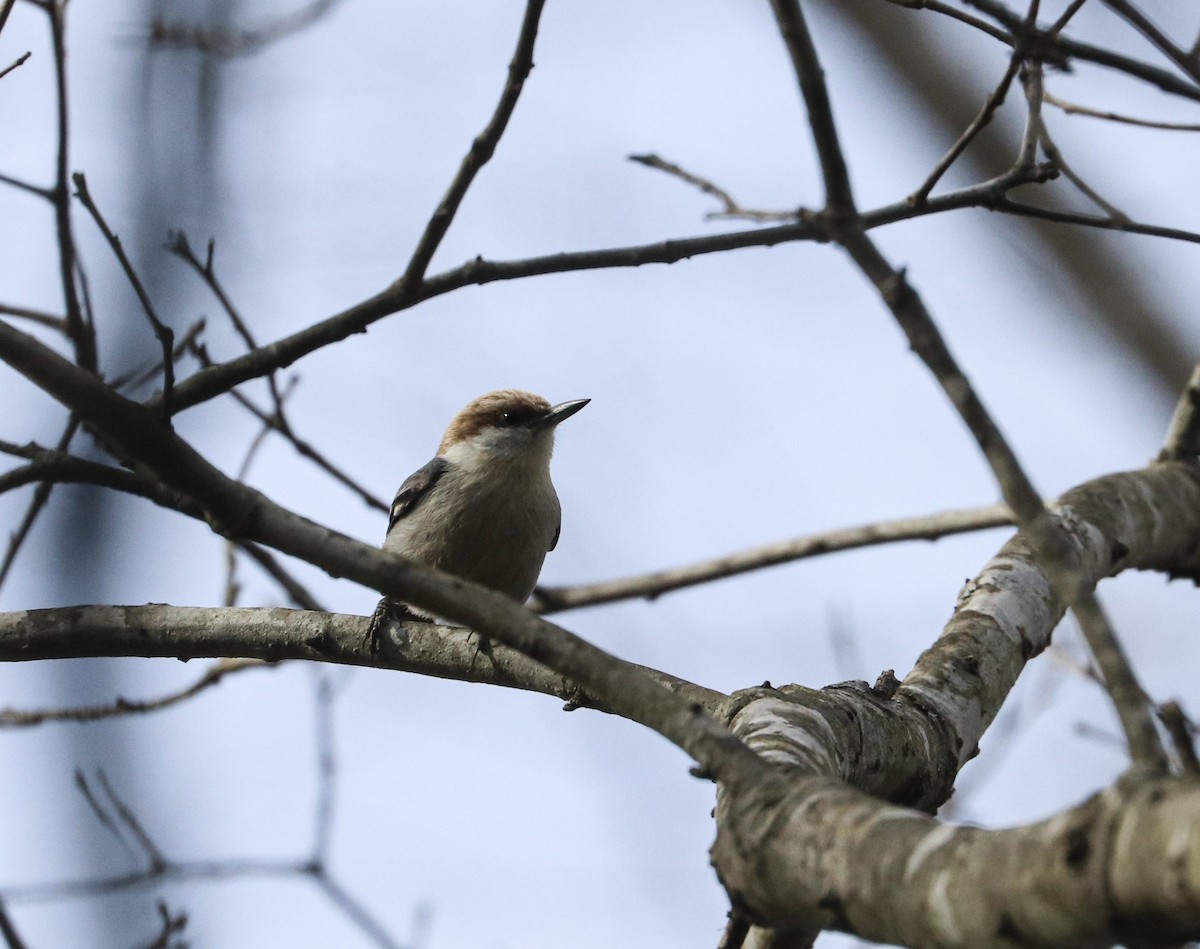 Brown-headed Nuthatch - Drew Chaney