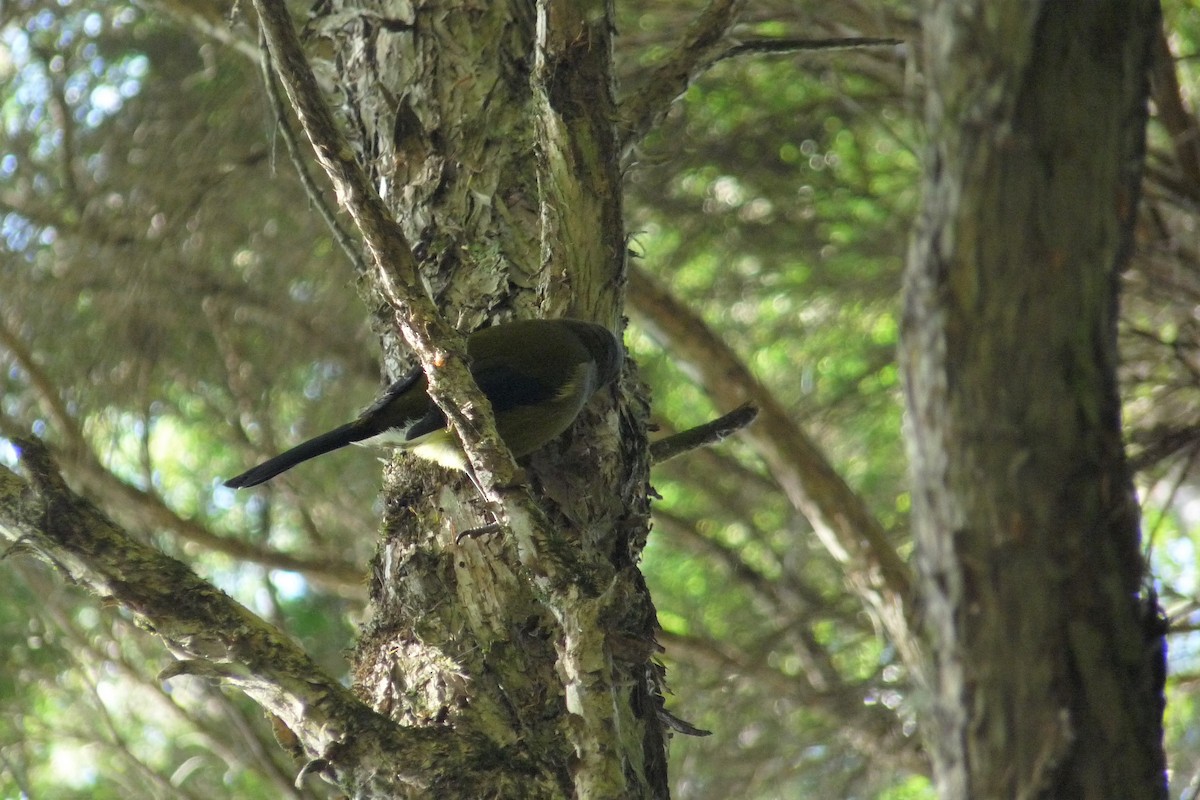 New Zealand Bellbird - Peter D