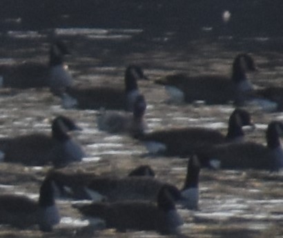 Pink-footed Goose - ML215256921