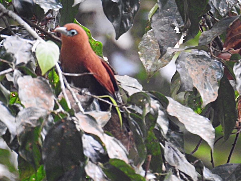 Raffles's Malkoha - JEK YAP